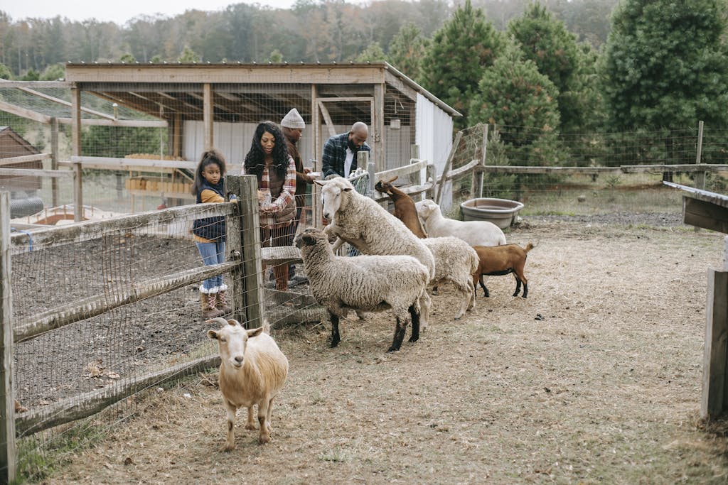 A family enjoys feeding goats and sheep at a picturesque farm setting.