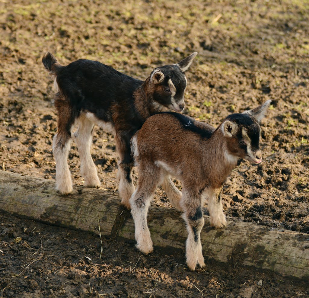 Adorable baby goats playing together on a sunny farm day.