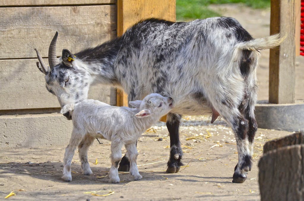 Close-up of mother goat with baby kid in farm environment.