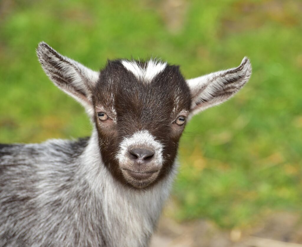 goat, pygmy goats, kid, cute, black-and-white, close up, pet zoo, goat, goat, goat, goat, goat, pygmy goats, pygmy goats