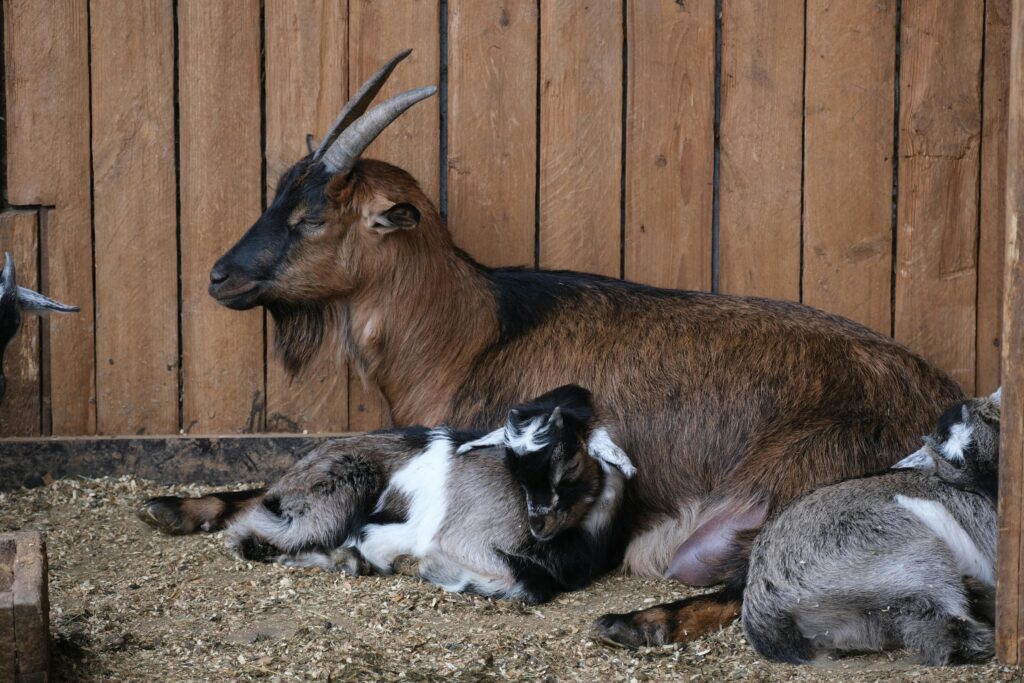Goats relaxing inside a wooden barn in a tranquil rural environment.