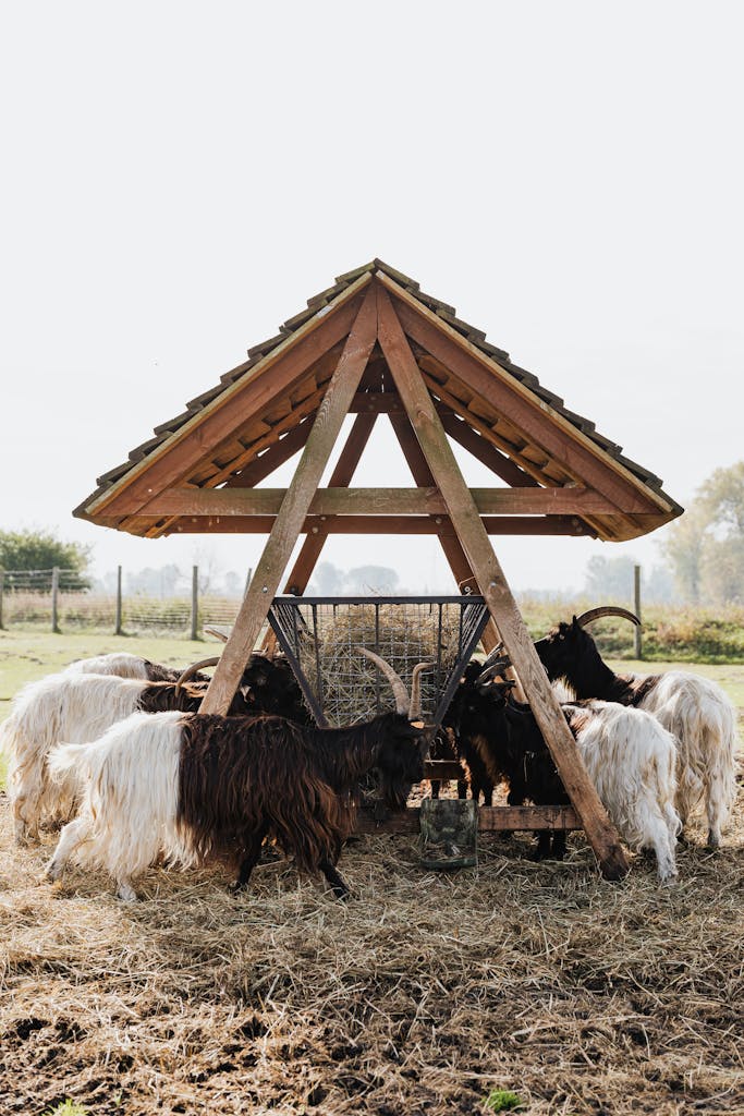 Rustic wooden shelter with goats grazing in a rural pasture setting.
