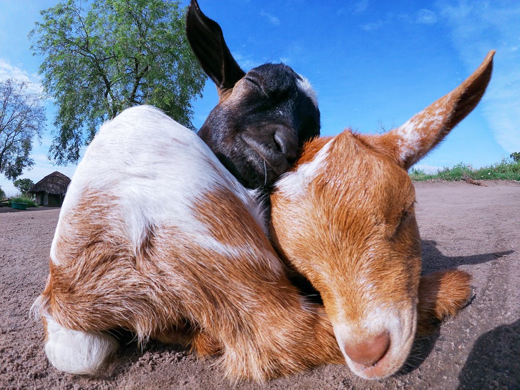 Adorable sleeping Nigerian dwarf goats cuddling outdoors under a bright blue sky.