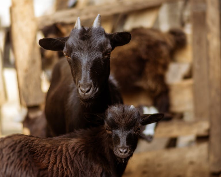 Close-up of two black goats, mother and kid, in a warm barn setting, captured in natural light.