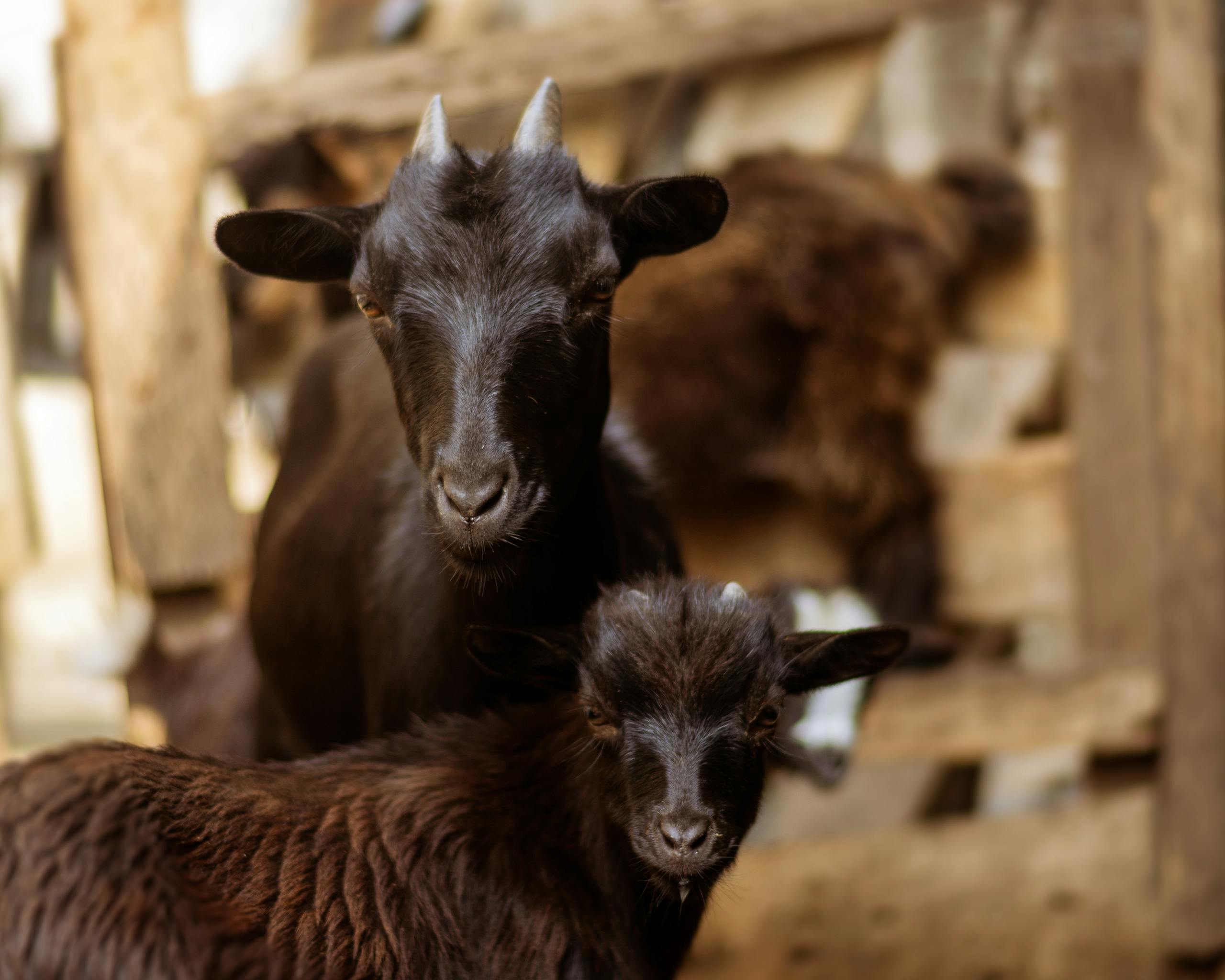 Close-up of two black goats, mother and kid, in a warm barn setting, captured in natural light.