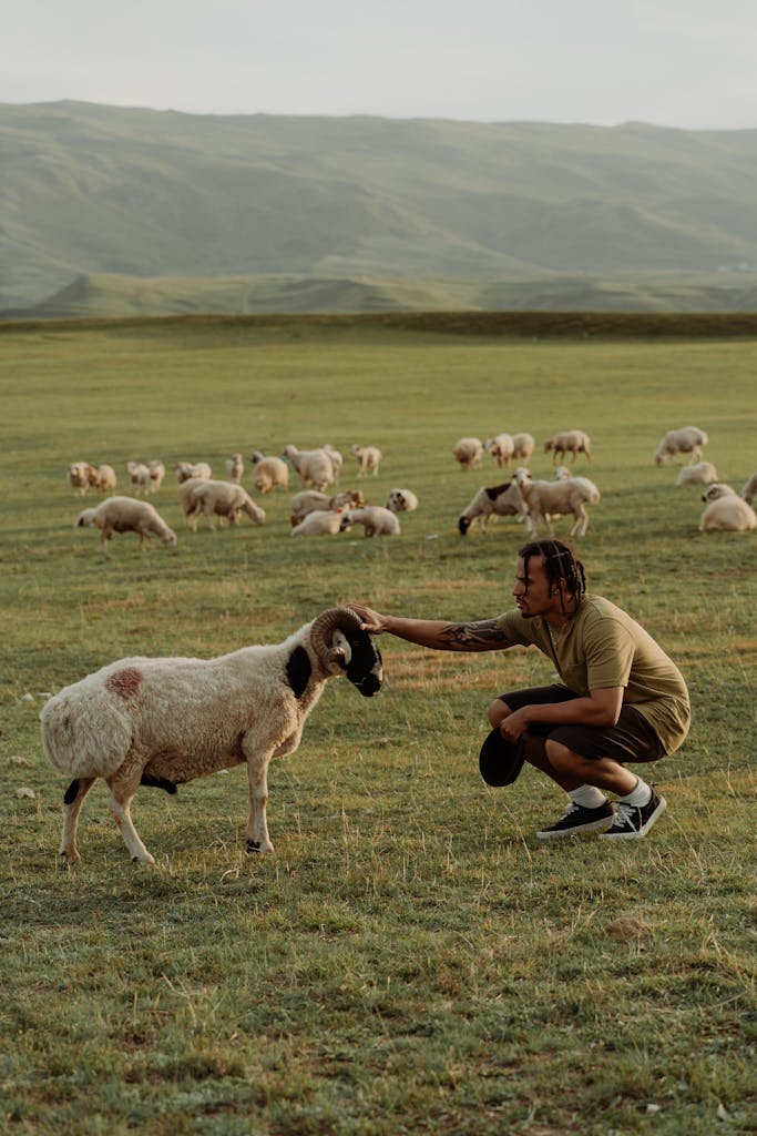 Man interacting with Awassi sheep in a serene mountain pasture setting during the day.