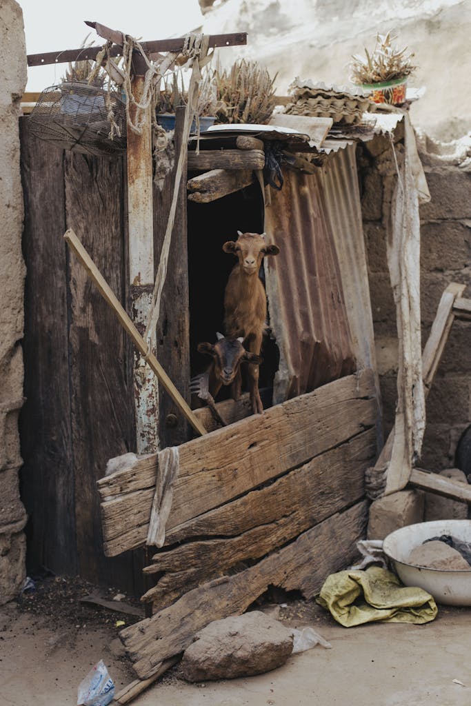 Two goats peek from a rustic wooden shelter in a rural Nigerian setting, showcasing traditional architecture.
