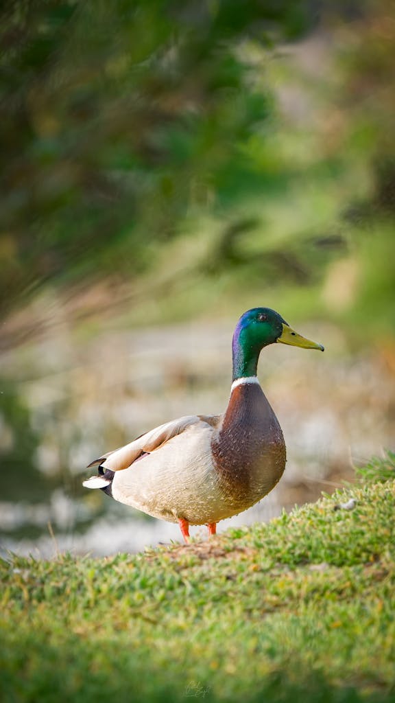 duck in marshland