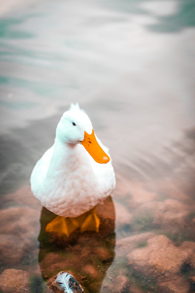 A beautiful American Pekin duck standing in calm water, showcasing its pure white feathers and vibrant orange beak.