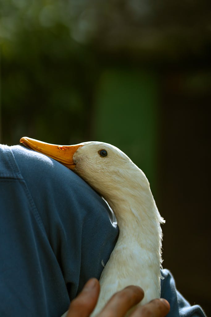 A close-up of a white duck being gently held by a person outdoors.
