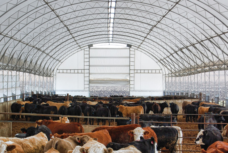 cattle hoop barn