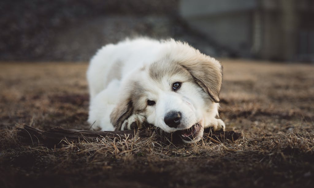 Great Pyrenees and Bernese Mountain Dog puppy