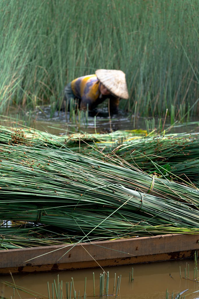 marsh farming of reeds