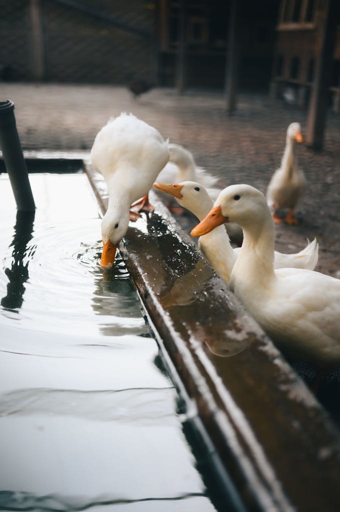 A group of white ducks drinking water from a trough in a farm setting, showcasing natural animal behavior.