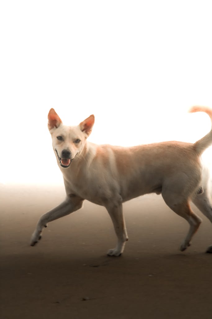 kerela dog ,indian dog breed