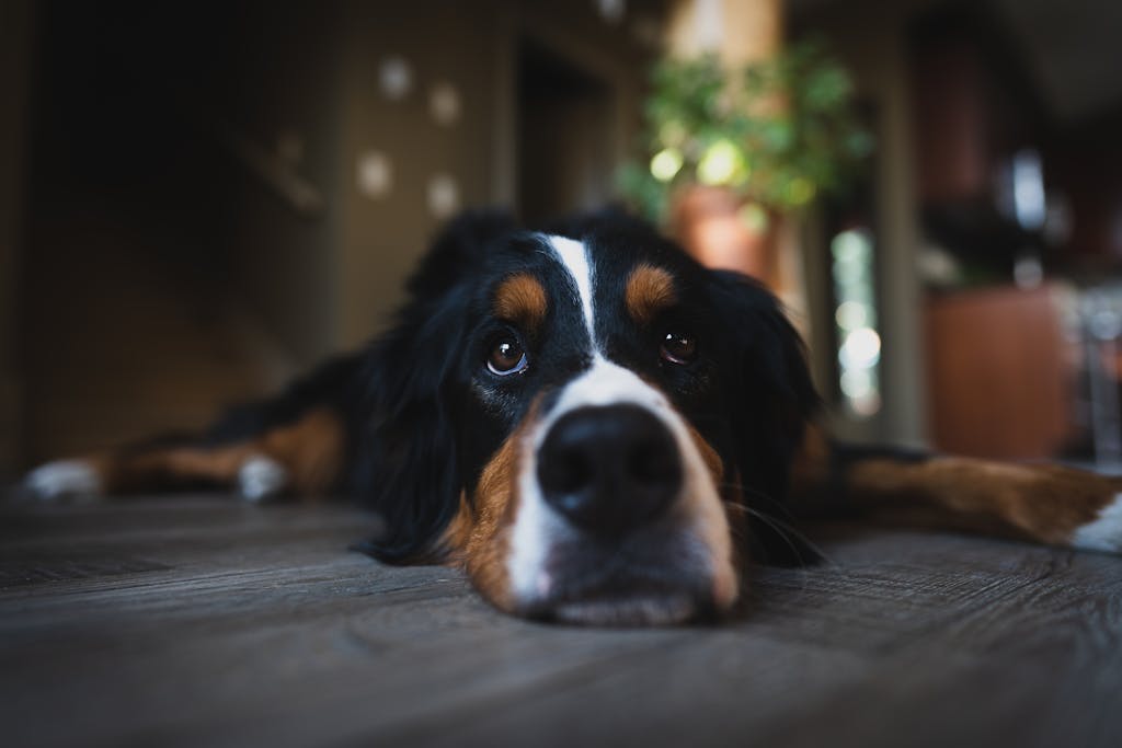 Great Pyrenees and Bernese Mountain Dog Mix