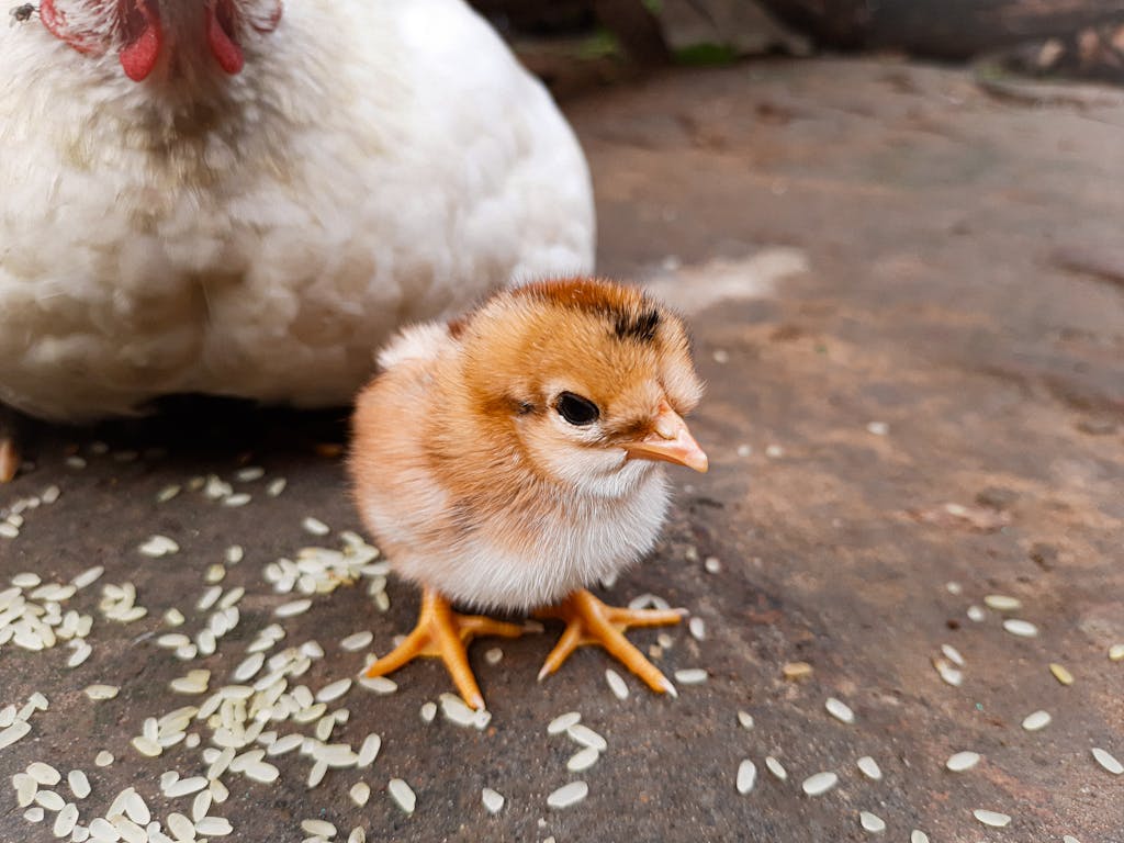 what do i feed my newborn chicken