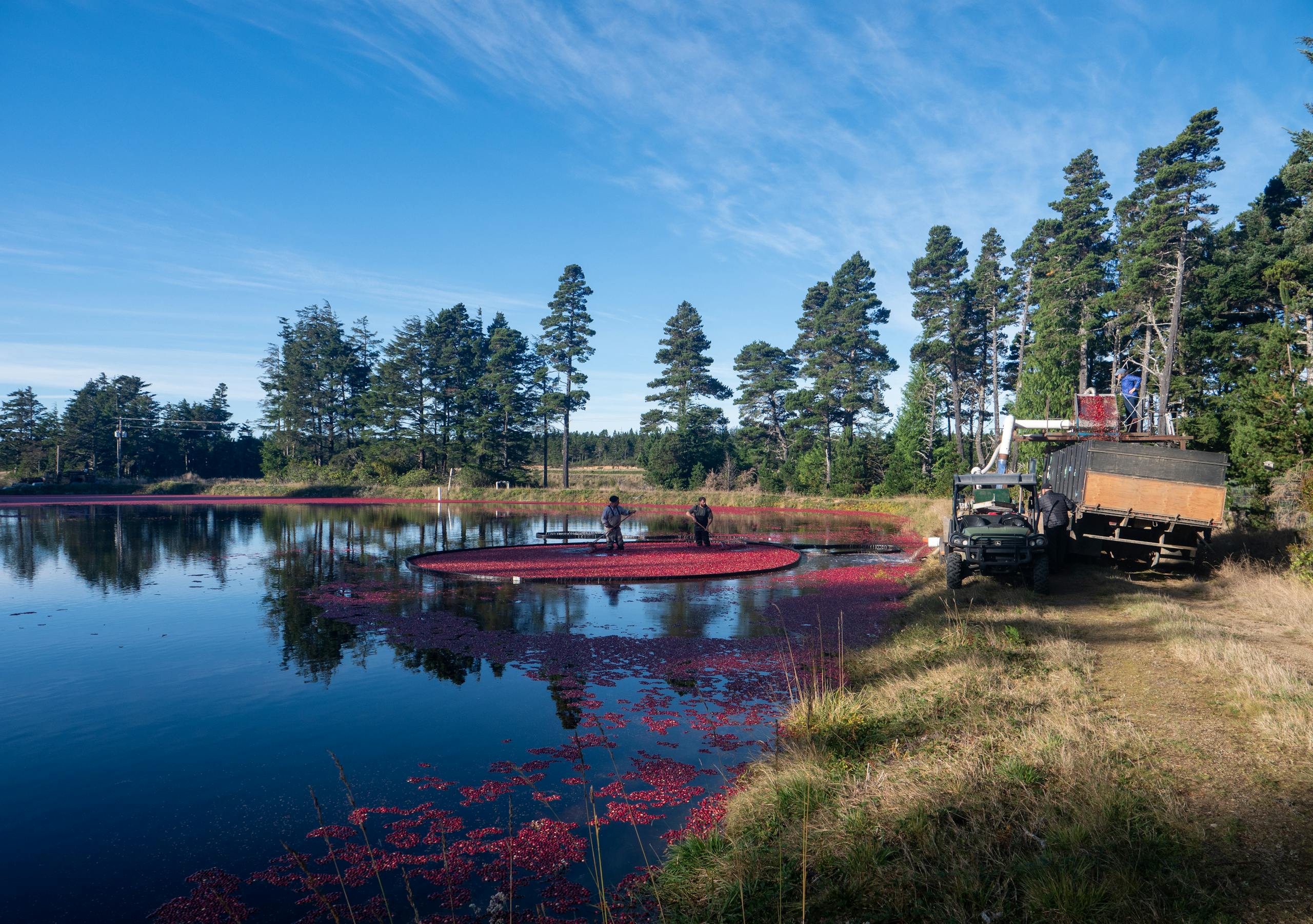 Cranberry harvesting with workers on a lake surrounded by lush trees and bright blue sky.