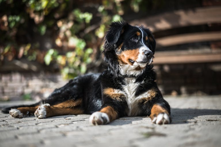 Great Pyrenees and Bernese Mountain Dog