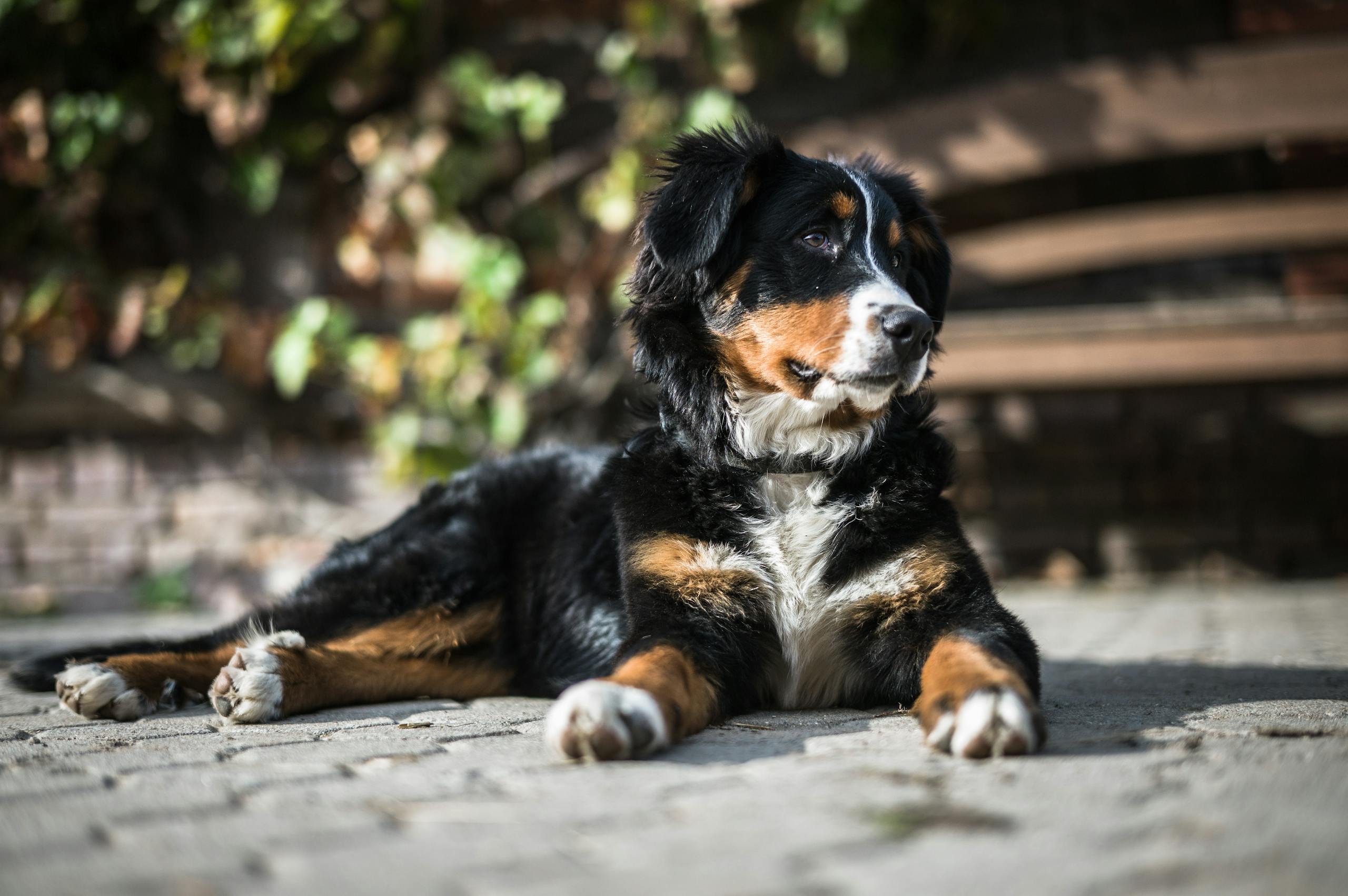 Great Pyrenees and Bernese Mountain Dog