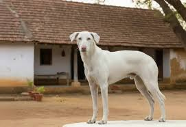 Indian dog breed Rajapalayam