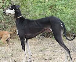 Indian dog breed Kanni