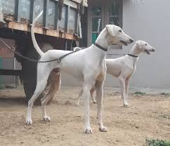 Mudhol Hound ( Caravan Hound)