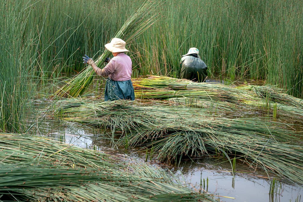 marsh farming
