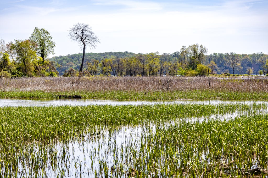 marshland farming