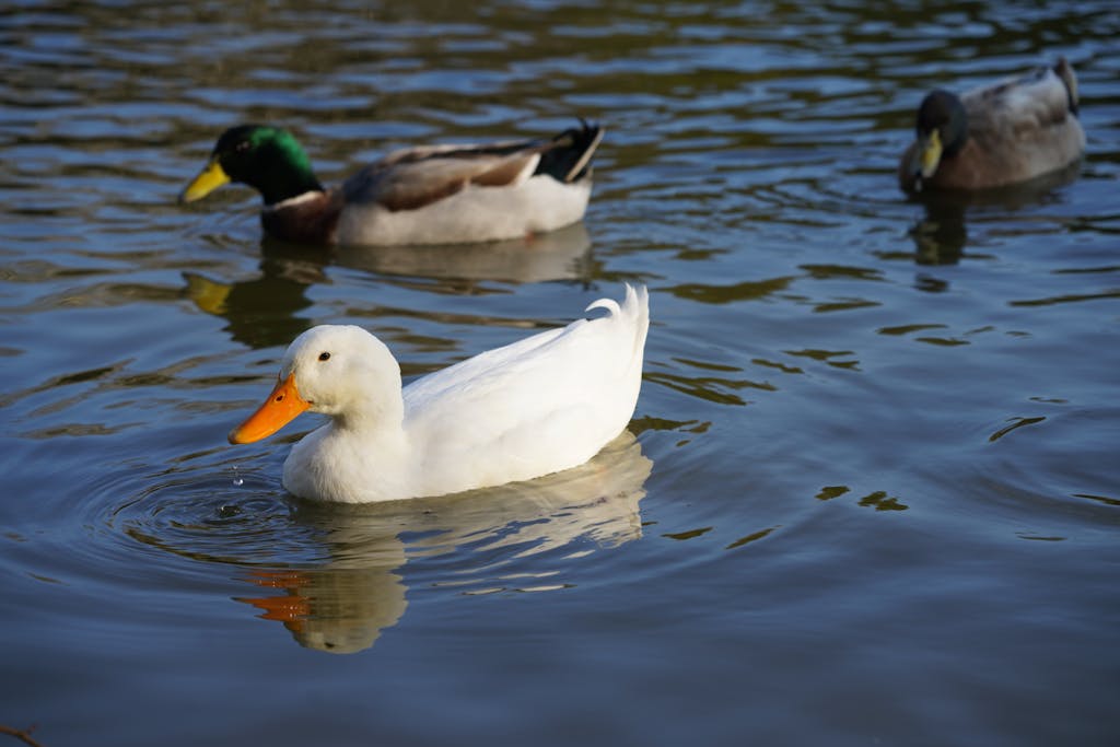 Pekin and Mallard ducks swimming peacefully on a serene pond.
