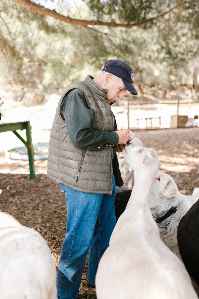 pygmy goats for sale in UK