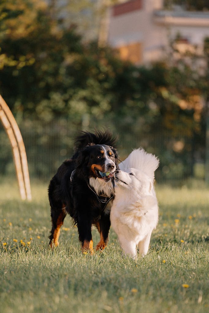 The Bernese Mountain Dog and great Pyrenees playing