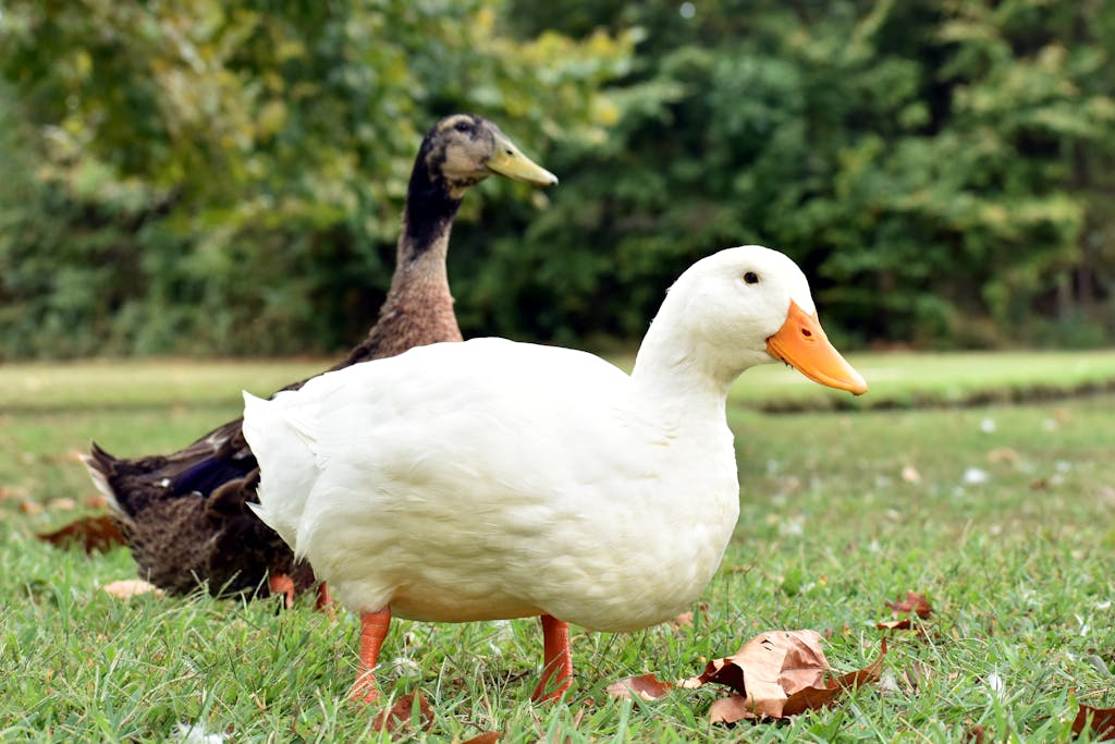 Two domestic ducks, a Pekin and a Cayuga, roam a lush park in Farragut, TN.