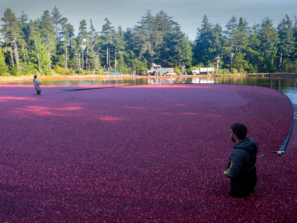 cranberry mashland farming