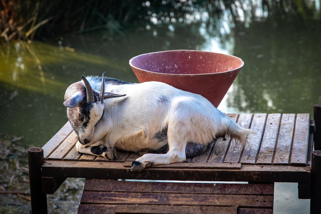 pygmy baby goats sleeping near a water pond