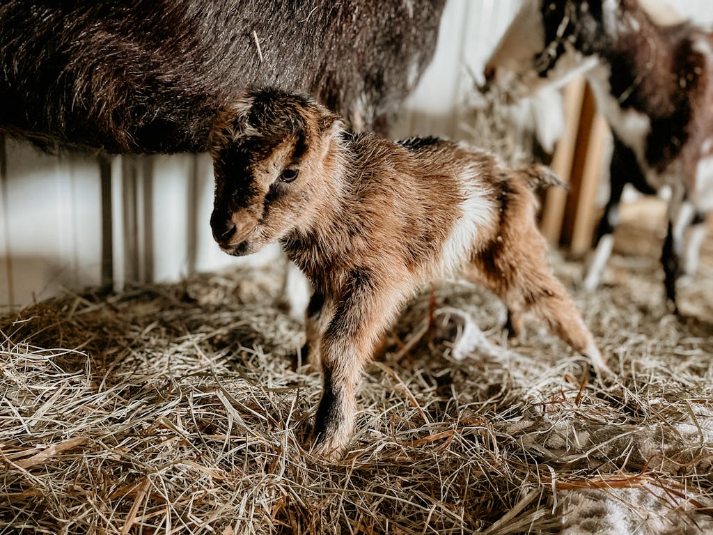 Cute newborn goat kid standing in a barn. Perfect for animal lovers and farm-themed content.