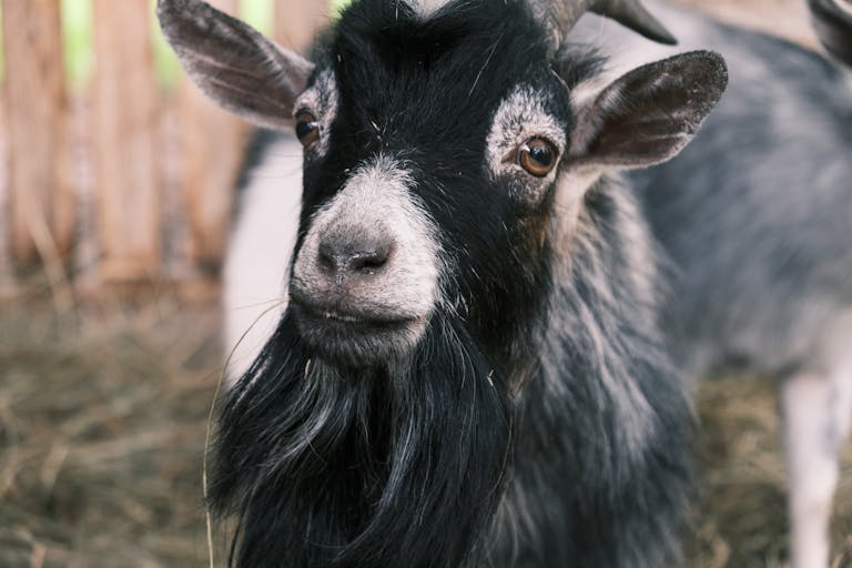 pygmy goats