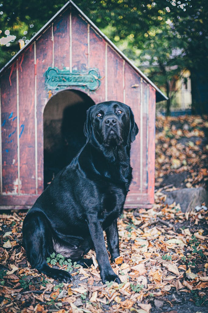 dog house for large dogs