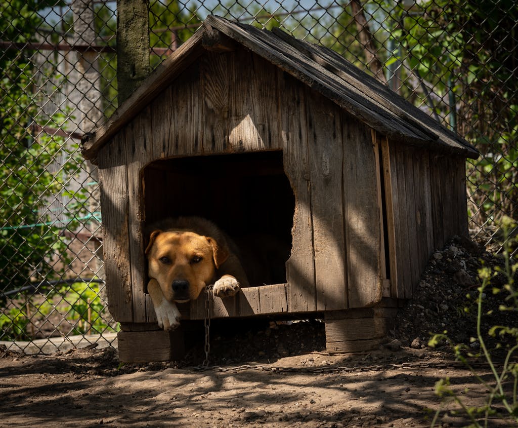 ventilated dog shelter