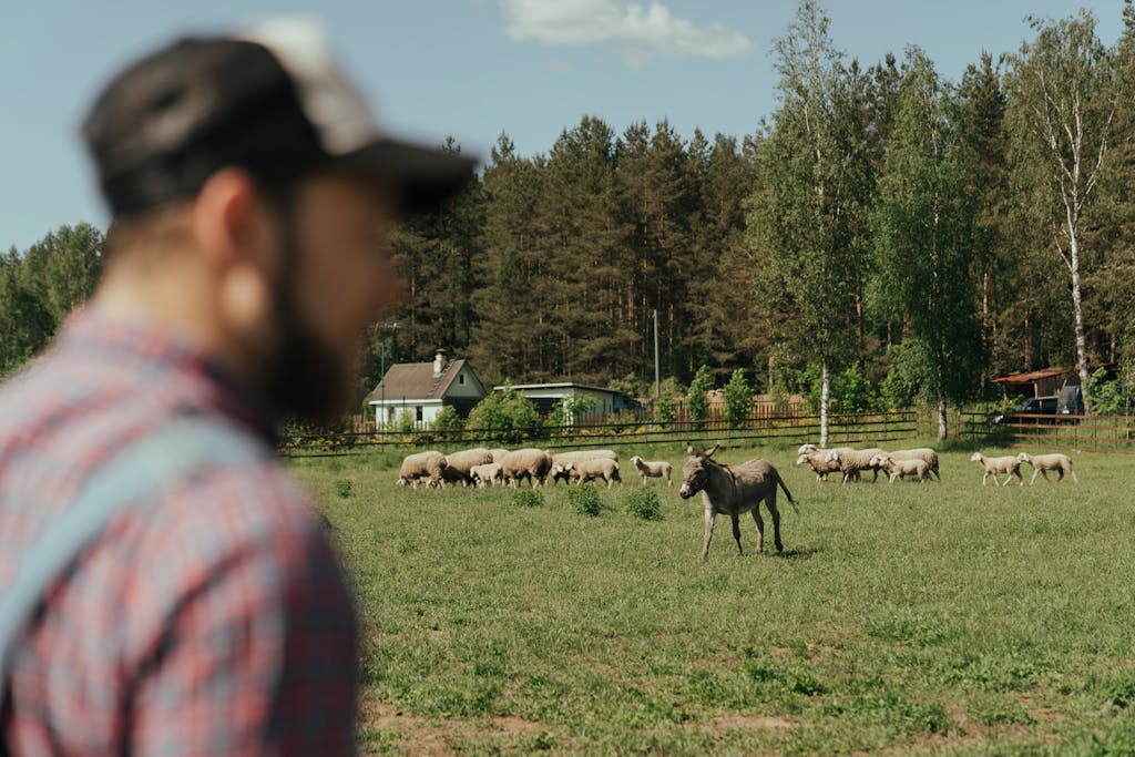 A pastoral farm scene featuring sheep, a donkey, and distant farmhouses under a clear sky.