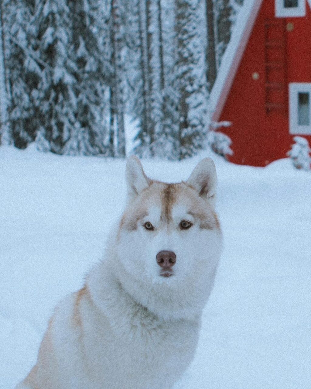 extra large insulated dog house