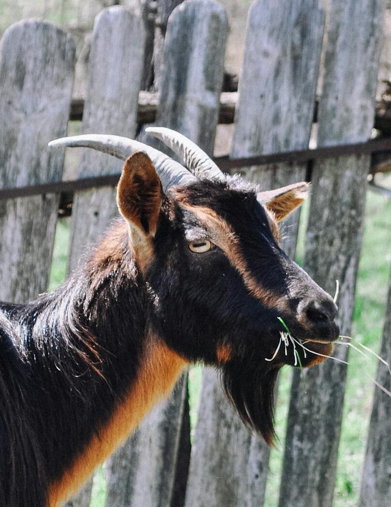 american pygmy goat eating grass in front of an old wooden goat fence