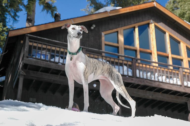 insulated dog house for large dogs
