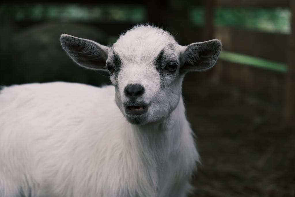 Charming close-up of an American Pygmy goat with a curious expression, captured outdoors.
