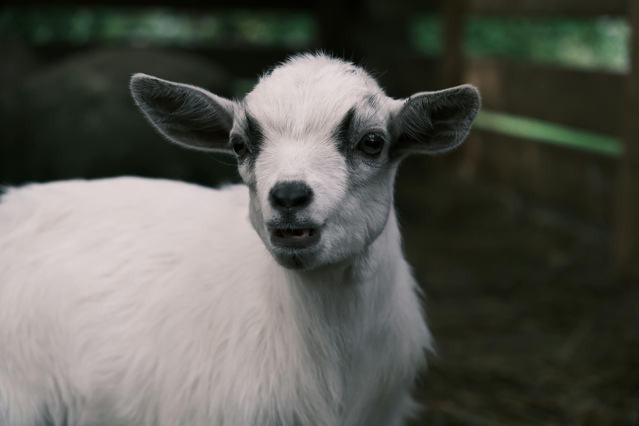 Charming close-up of an American Pygmy goat with a curious expression, captured outdoors.