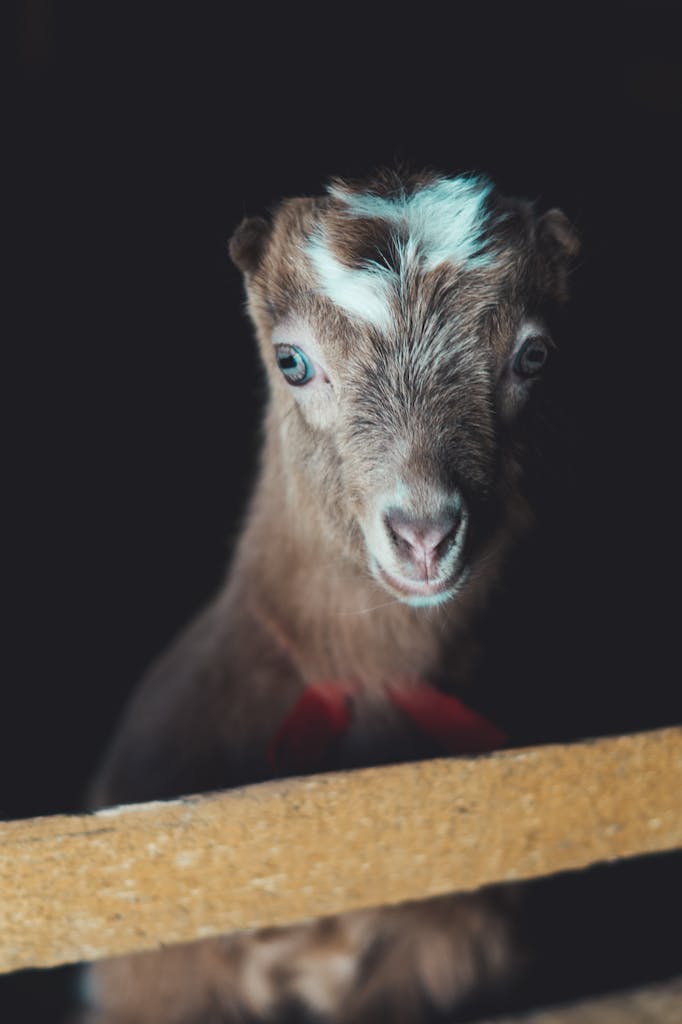 Baby pygmy goats looking towards the camera in Ontario, Canada.