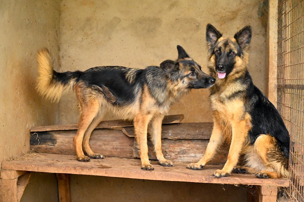 dog house for two large dogs