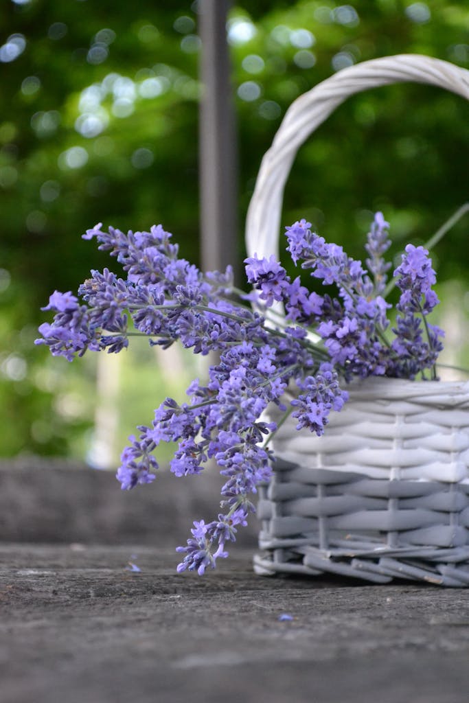 Beautiful lavender flowers in a white basket on a concrete surface with a green outdoor background.