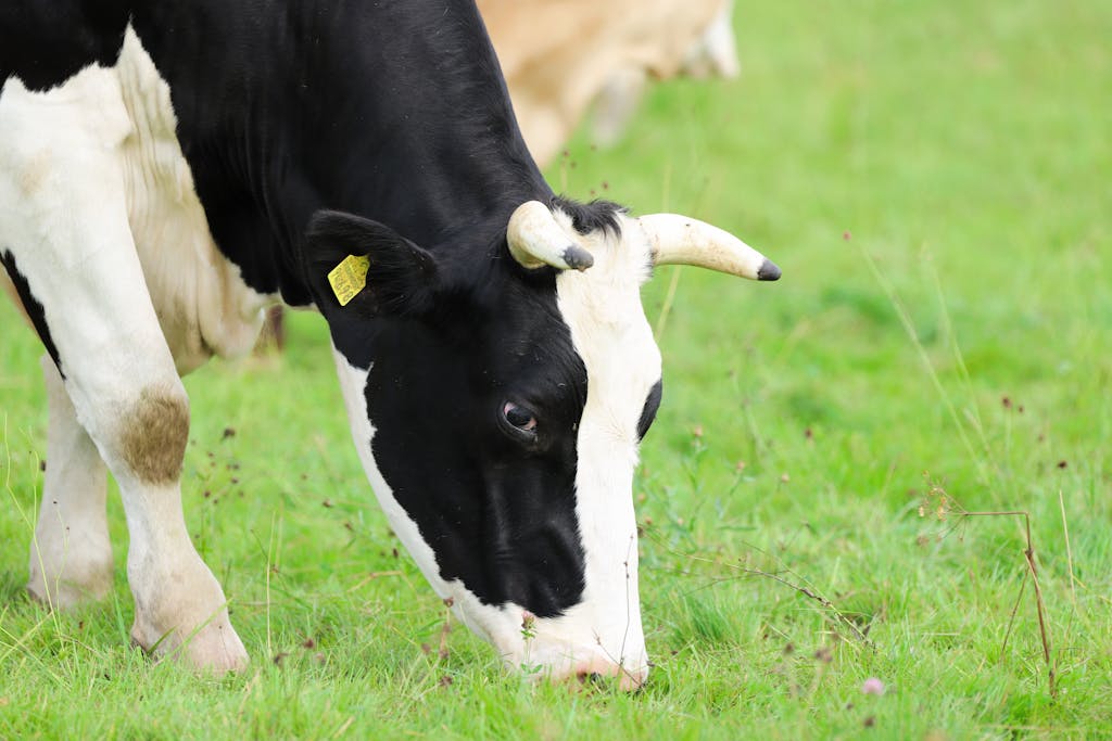 Black and white cow grazing in a lush green pasture, showcasing the peaceful rural landscape.