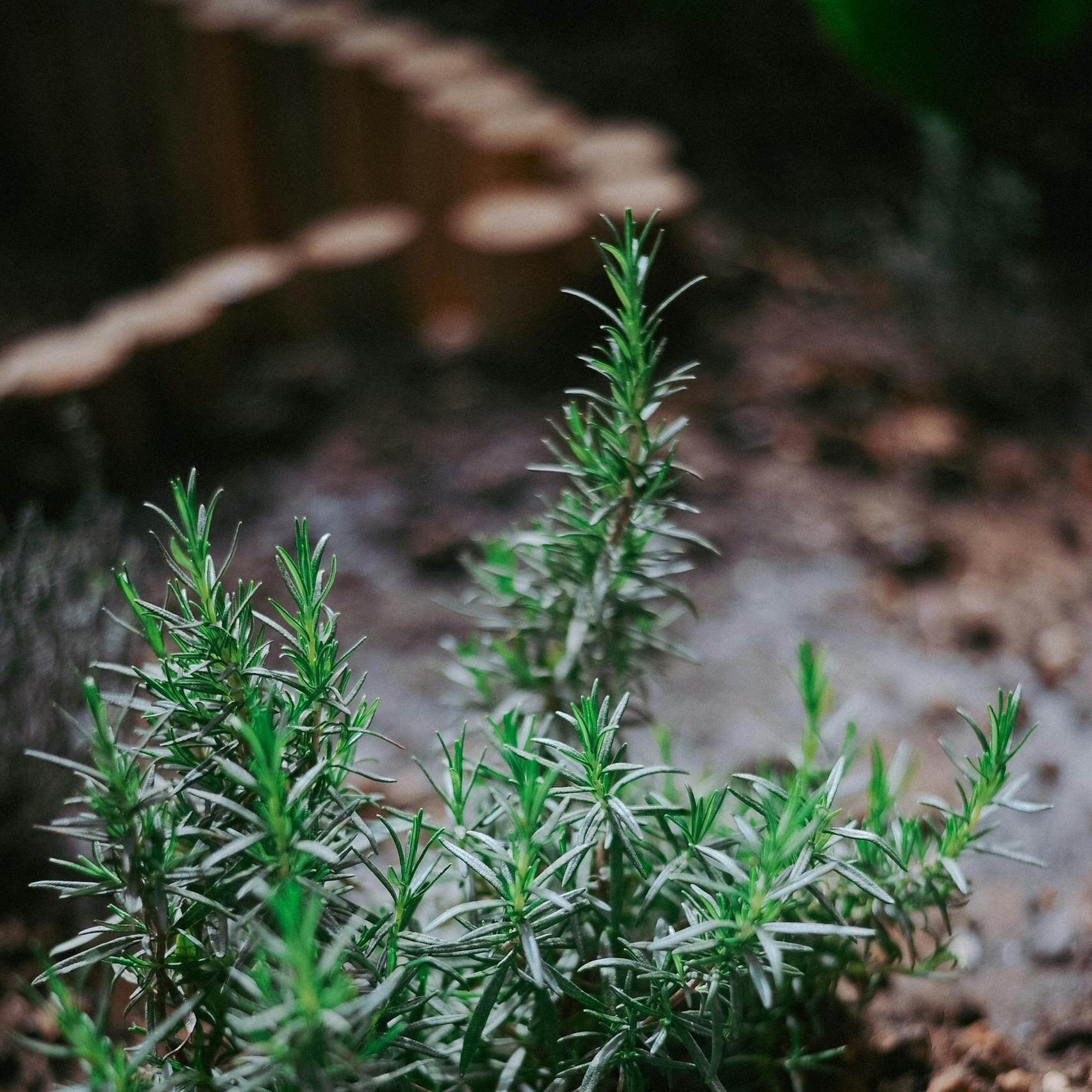 Close-up of a rosemary plant thriving in a garden bed, showcasing its vibrant greenery.